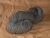 Frankenwolle Farbe 20-2002 (Grau -natur)